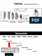 Filo Apicomplexa,: Continuação Da Aula Anterior.....