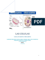 Las Celulas: Celula Eucariota Y Procariota