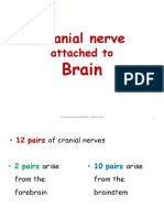 Cranial Nerve Attached To Brain