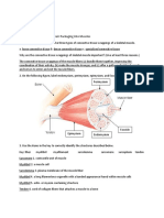 Work Sheet 7 The Muscular System A28 Group1