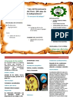 Articulo de Raices y Tuberosas II SEMESTRE Agro