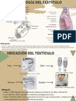 COMPARACION Y MORFOLOGÍA DEL TESTICULO Grupo D