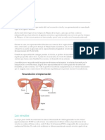 La Fecundación 7 Mo 8 Vo