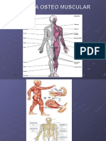 Sistema Osteo Muscular