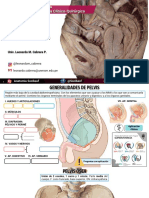 ?repaso Pelvis