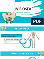 Pelvis Osea