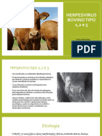 Herpesvirus Bovino Tipo 1,2 e 5