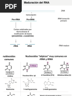 Tema 5 Maduración Del Rna