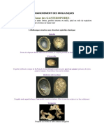 Embranchement Des Mollusques