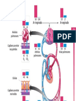 Biologia Uma Ciência Dinâmica Page 1093