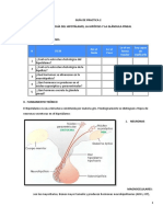 Guía de Practica 2 Histología Del Hipotálamo, La Hipófisis Y La Glándula Pineal