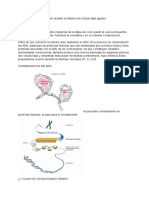 Resumen Mitosis