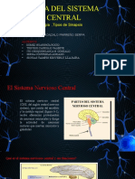 Fisiología Del Sistema Nervioso Central: La Neurona, Neurología, Tipos de Sinapsis