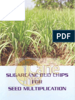 Sugarcane Budchips For Seed Multiplication