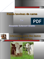 Razas Bovinas de Carne: Alexander Echeverri Giraldo