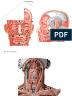 Músculos Da Cabeça e Pescoço