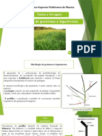 Morfologia de Gramíneas e Leguminosas