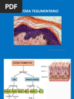 Sistema Tegumentario: Prof. Antonio Romina