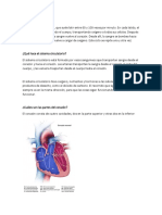 3.1 Corazon Circulación Pulmonar y Circulación General