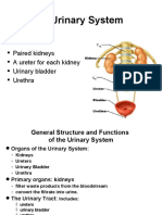 The Urinary System: Paired Kidneys A Ureter For Each Kidney Urinary Bladder Urethra