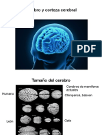 Cerebro y Corteza Parte 1