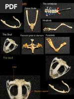 Skeletal System: The Vertebrae