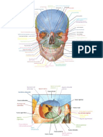 Partes Craneo
