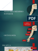 Anatomía Miembro Superior