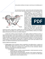 Estudio Anatómico de La Pelvis Ósea