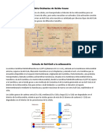 Beta Oxidacion de Acidos Grasos