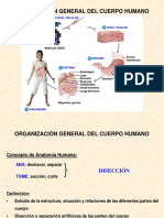 Organización General Del Cuerpo Humano: Nivel Celular