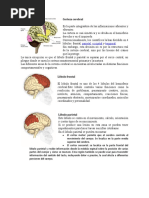 10 Enfermedades Del Sistema Nervioso