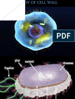 Study of Cell Wall