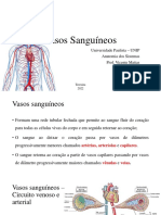 Aula 2 - Vasos Sanguineos