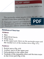 3rd Part of Axillary Artery