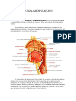 Sistema Respiratorio