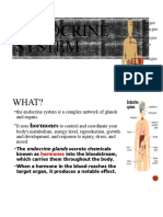 Endocrine System