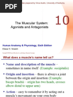 The Muscular System: Agonists and Antagonists: Human Anatomy & Physiology, Sixth Edition