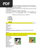 Clasificacion de Los Perros