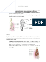 Anatomía y Funciones Del Pié Humano