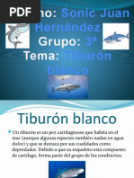 Tiburones Blancos Presentaciòn