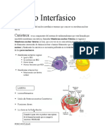 Nucleo Interfasico