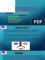 Bases de La Estructura Y Función Del Cuerpo Humano: Profesor