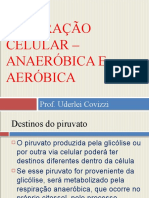 01 - Respiração Celular Anaeróbica e Aeróbica