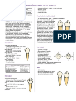 1º Pré-Molar Inferior - Dentes 34, 35 44 e 45: Faces Proximais (Mesial e Distal)