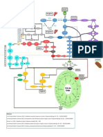 Rutas Metabolicas