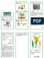 Triptico La Reproduccion de Las Plantas