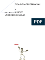 Tres Practica de Morfofuncion: - Introducion - Sistema Esqueletico - Union Neuromuscula