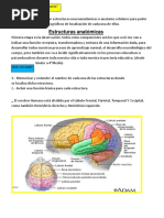 Estructuras Anatómicas: - El Cerebro Humano Está Dividido Por El Lóbulo Frontal, Parietal, Temporal Y Occipital