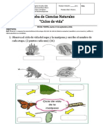 Ciclos de Vida